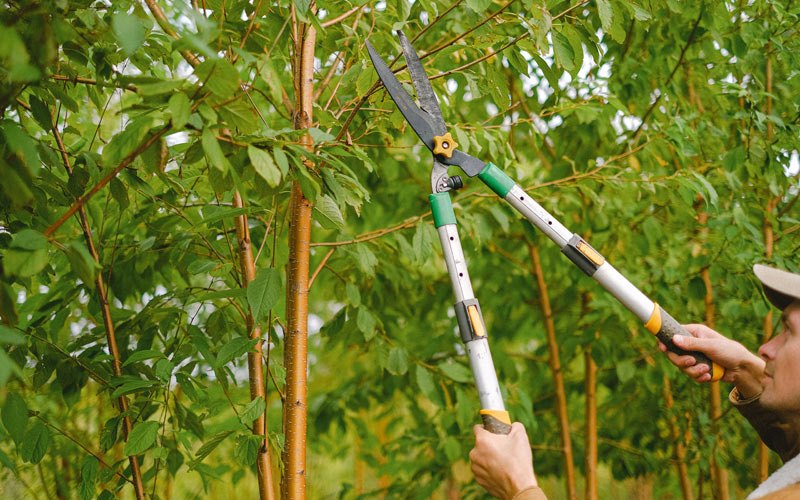 Tree trimming in Churdan, IA